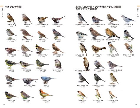 鳥種類|日本と世界の鳥の種類、写真 